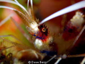 Macro shooting in the great waters of Curacao,N.A. by Dave Benz 